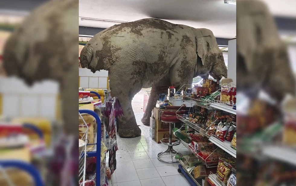 Un elefante salvaje y hambriento asalta una tienda
